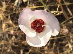 Calochortus simulans