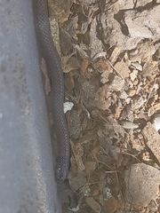 Aparallactus capensis