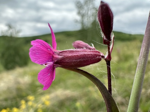 Sticky Catchfly