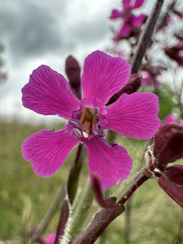 Sticky Catchfly