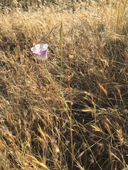 Calochortus simulans