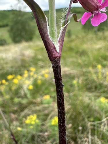 Sticky Catchfly