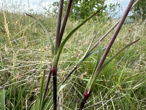 Sticky Catchfly