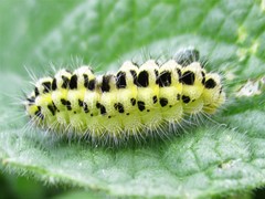 Zygaena filipendulae