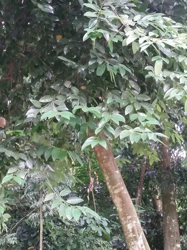 Cinnamomum verum iNat (1)