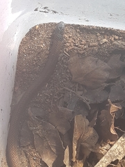 Aparallactus capensis