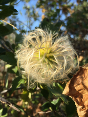 Clematis lasiantha