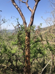 Commiphora harveyi