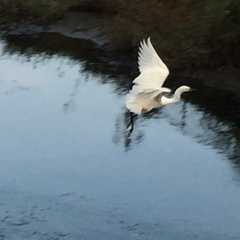 Ardea alba