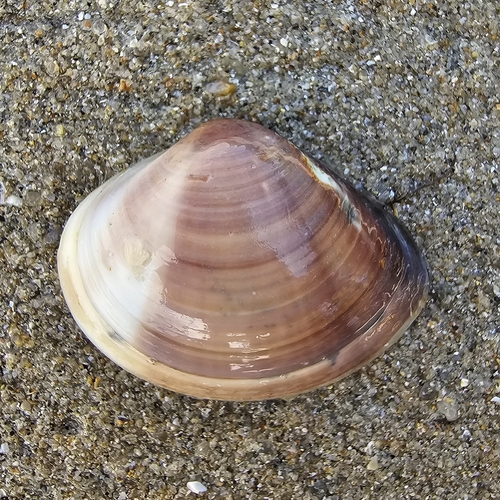 Cytherea lusoria, 2024-05-05