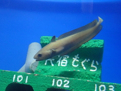 Japanese Codling photo 4