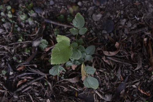 Blue Elderberry seedling