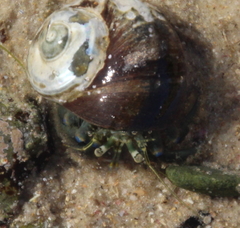 Pagurus novizealandiae