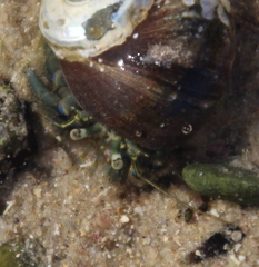 Pagurus novizealandiae