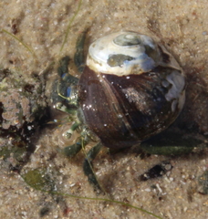 Pagurus novizealandiae