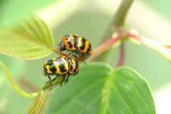 Cryptocephalus trifasciatus