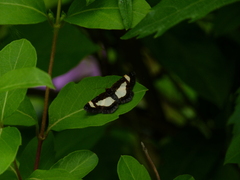 Heliomata cycladata