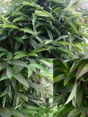 Dracaena surculosa