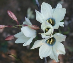 Ixia abbreviata