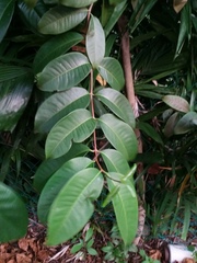 Syzygium grande