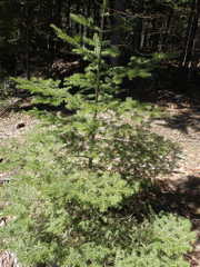Abies balsamea image