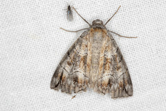 Dysbatus stenodesma