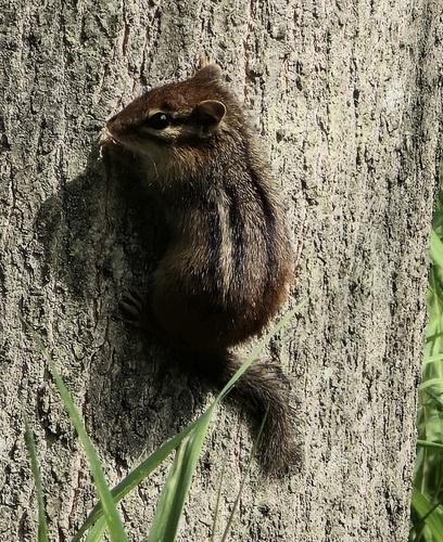 Eastern Chipmunk photographed in Virginia