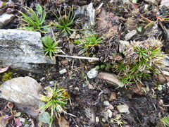 Colobanthus strictus