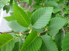 Alnus sieboldiana