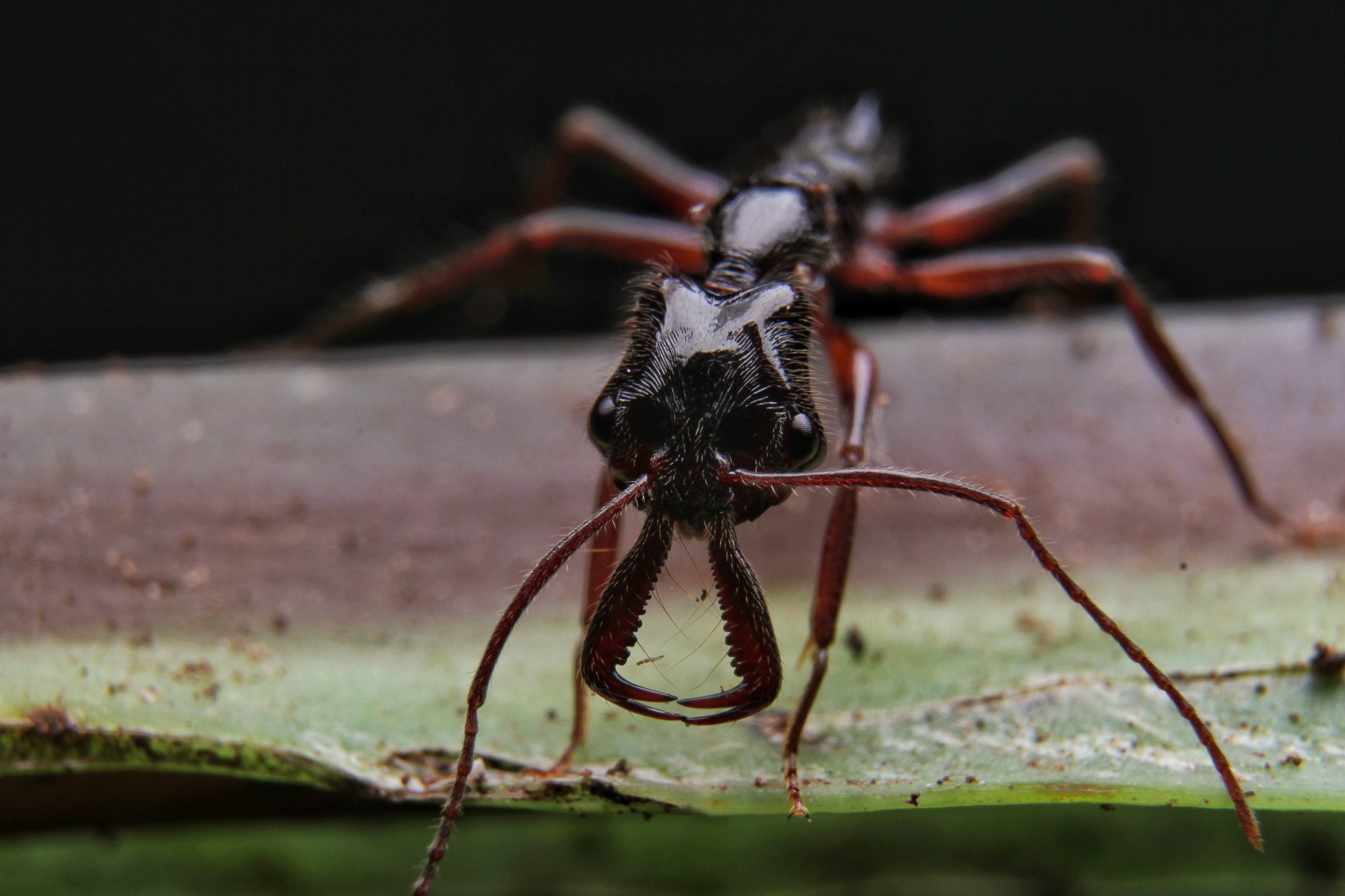 Anochetus hohenbergiae