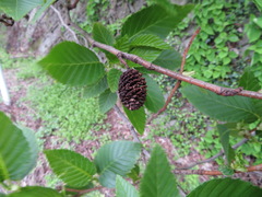 Alnus sieboldiana