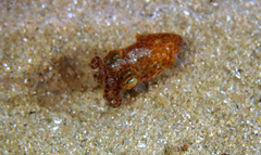 Sepiolidae