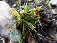 Colobanthus strictus