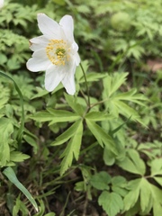 Anemonoides nemorosa