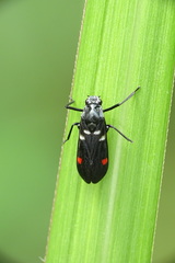 Callitettix versicolor