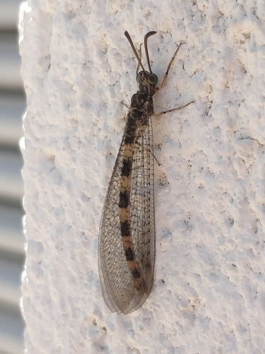 Myrmeleon alternans