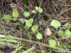 Ranunculus multiscapus