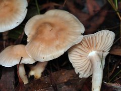 Entoloma baronii
