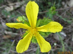 Hypericum barbatum
