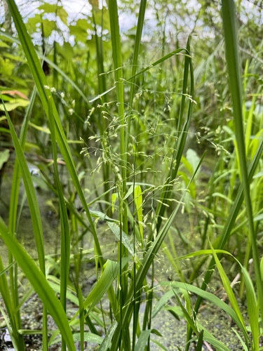 Foto de Capim-arroz