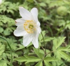Anemonoides nemorosa