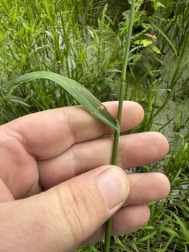 Foto de Capim-arroz