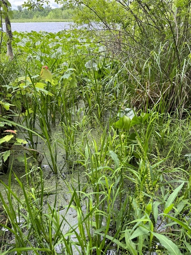 Foto de Capim-arroz