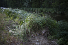 (c) Tim Johnson, some rights reserved (CC BY) Carex buekii, photograph (c) Tim Johnson, some rights reserved (CC BY)