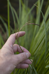 Buek's sedge (Carex buekii)