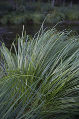 (c) Tim Johnson, some rights reserved (CC BY) Carex buekii, photograph (c) Tim Johnson, some rights reserved (CC BY)