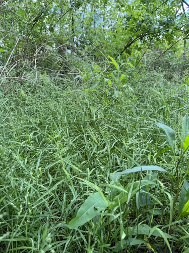 Foto de Capim-arroz