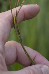 (c) Tim Johnson, some rights reserved (CC BY) Carex buekii, photograph (c) Tim Johnson, some rights reserved (CC BY)