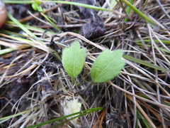 Ranunculus multiscapus