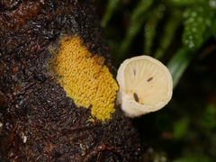 Phlebia subceracea